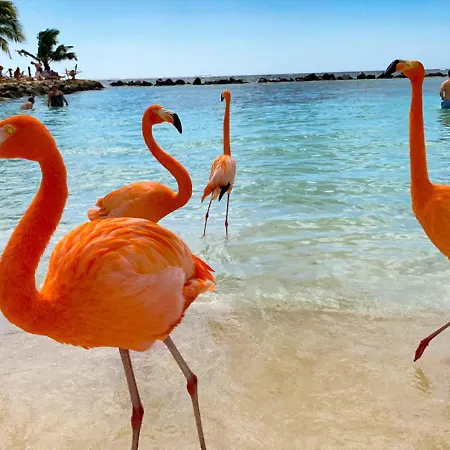 Yoyita Suites Aruba (Adults Only)